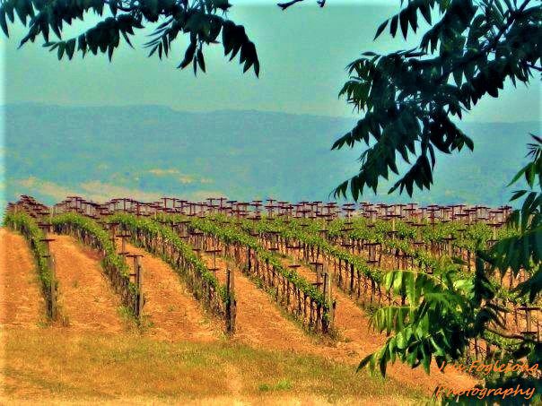 Scenic Napa Valley